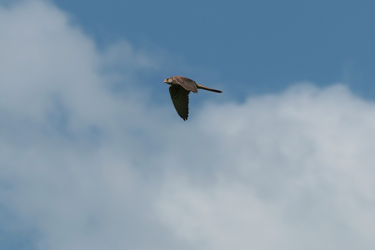 Eurasian Kestrel - ML618715807