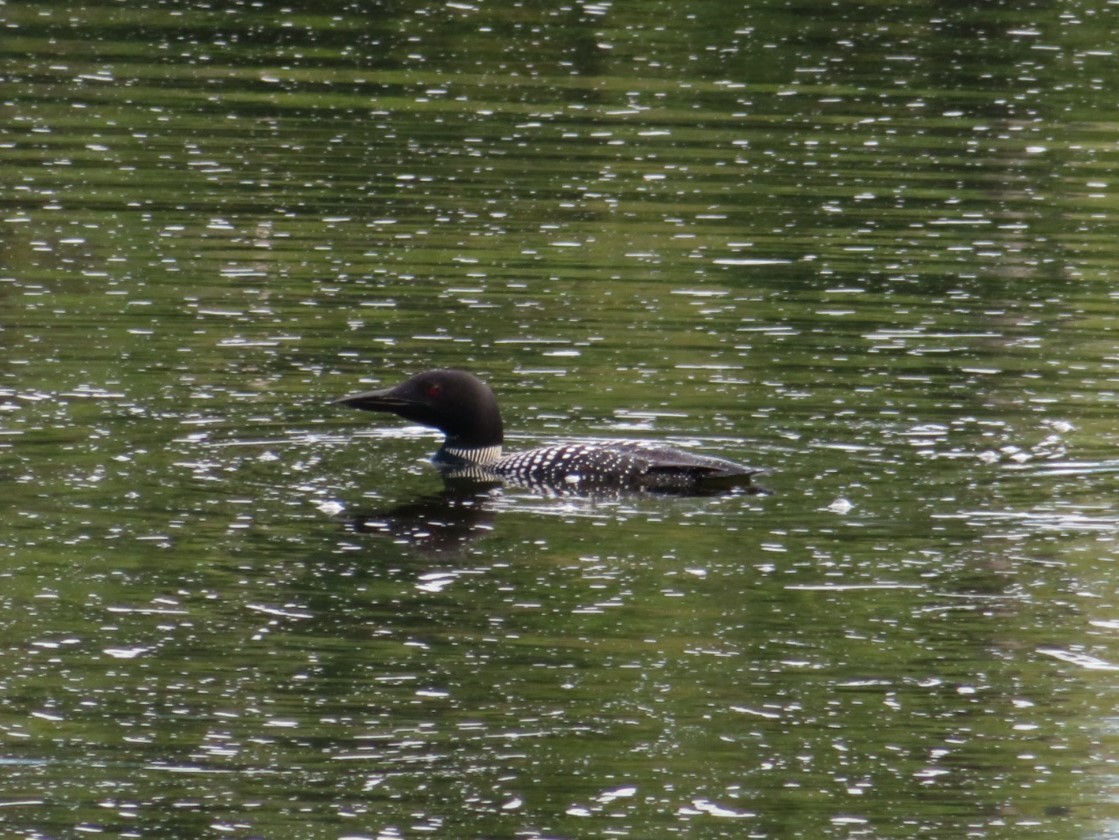 Common Loon - Laura Maskell
