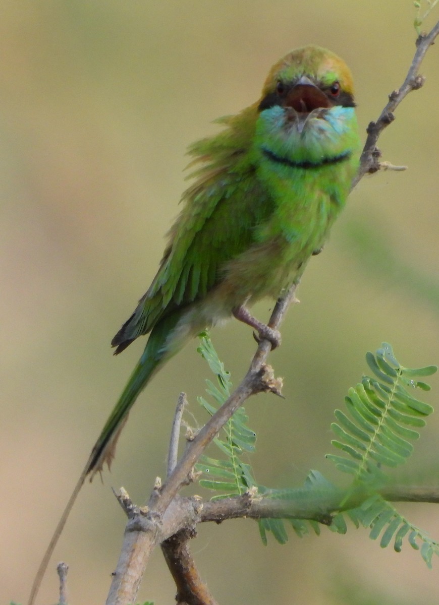 Asian Green Bee-eater - Prof Chandan Singh Dalawat