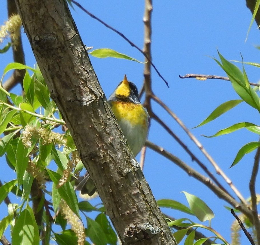 Northern Parula - ML618715913