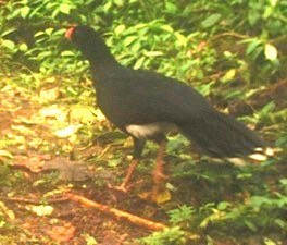 Salvin's Curassow - ML618715930