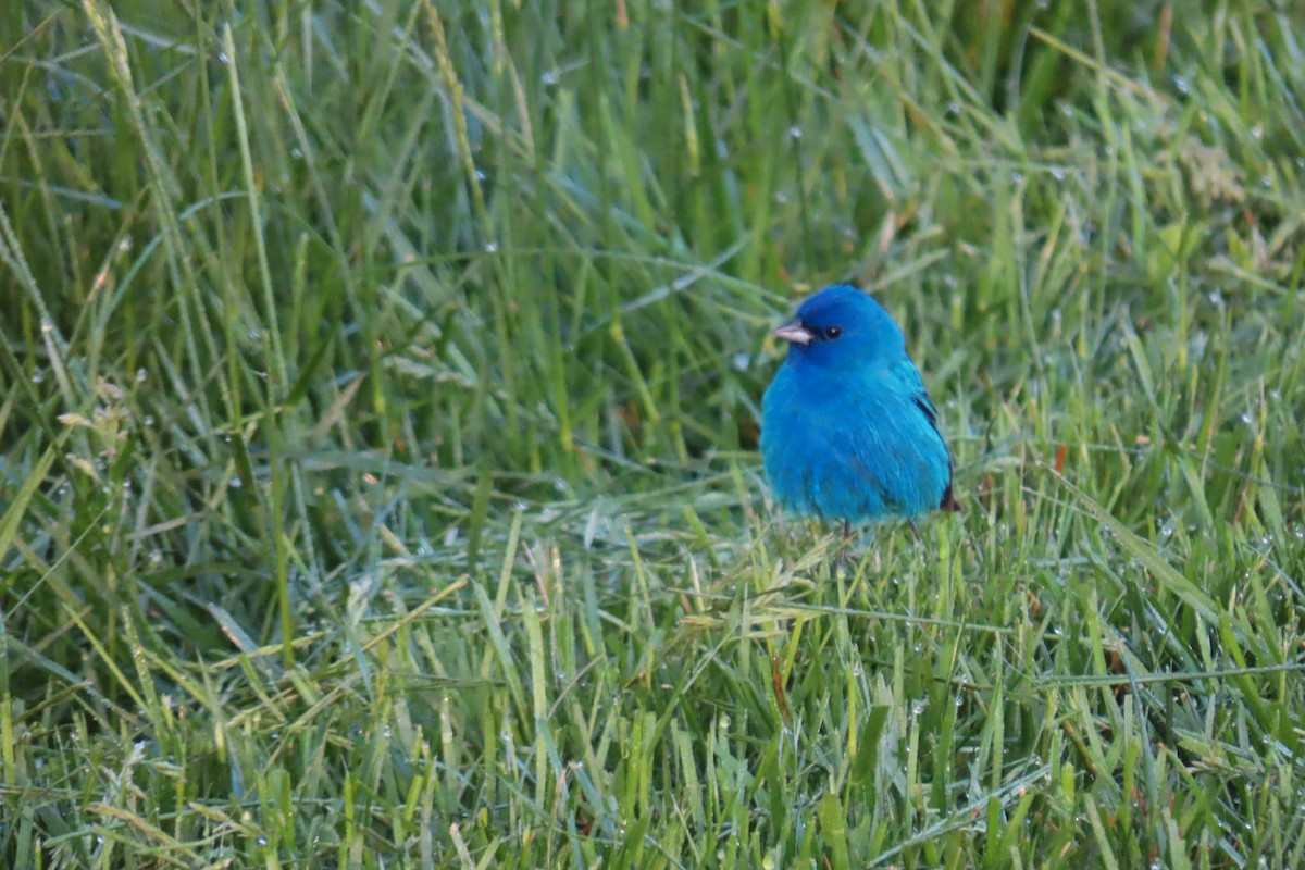 Indigo Bunting - ML618715936