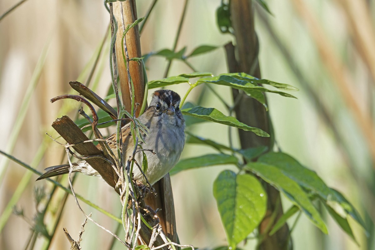 Swamp Sparrow - Donnie Coody