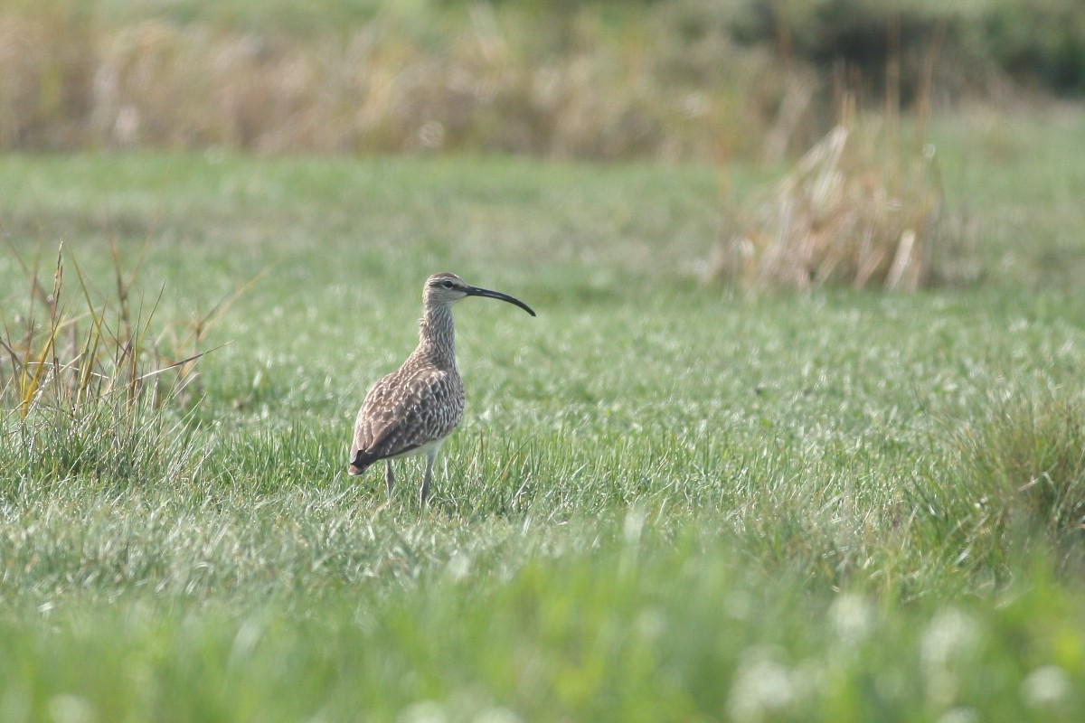 Whimbrel - Grzegorz Burkowski