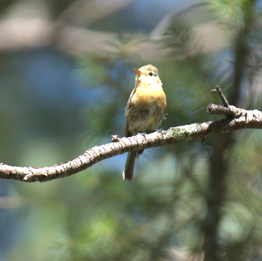 Buff-breasted Flycatcher - ML618716032