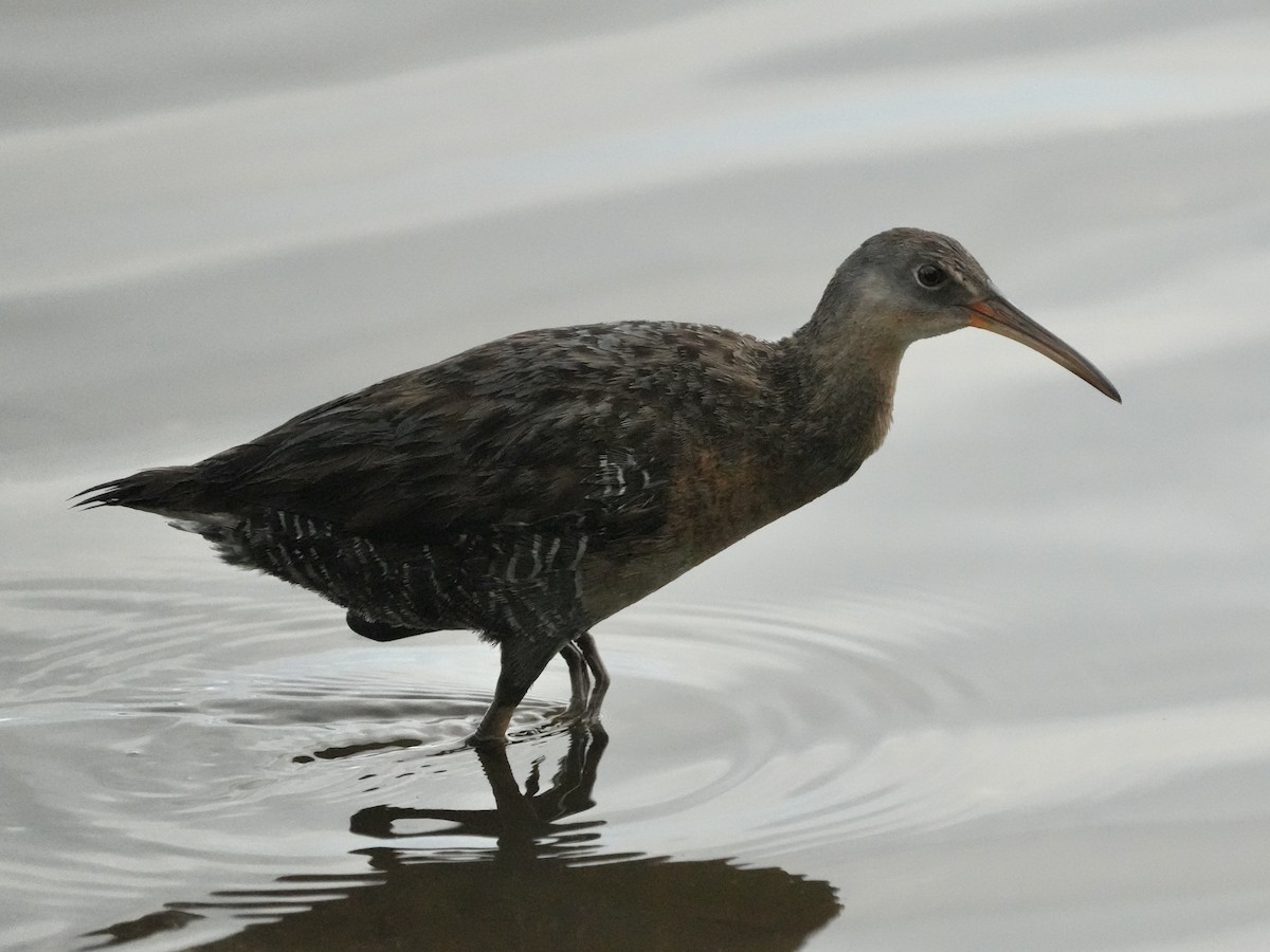 Clapper Rail - ML618716036