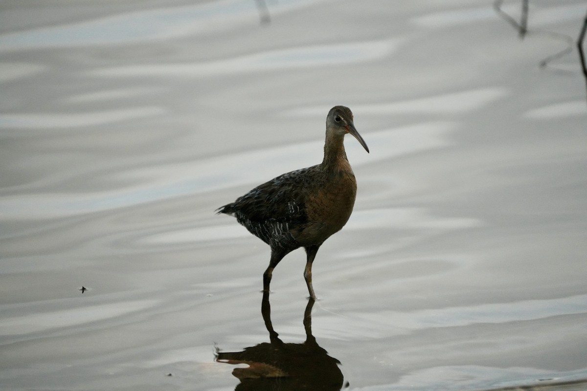 Clapper Rail - ML618716037