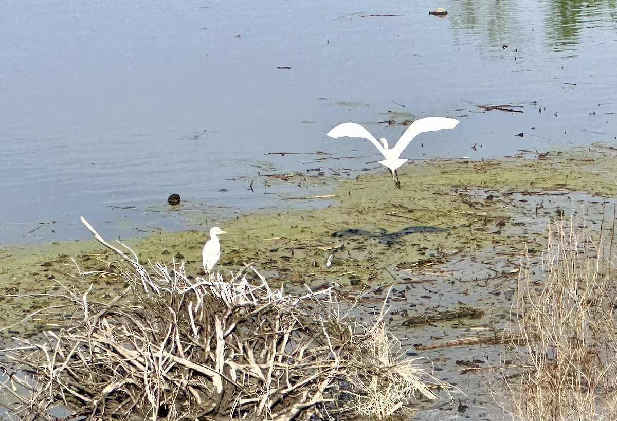 Western Cattle-Egret - ML618716039