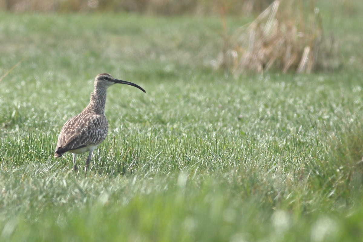 Whimbrel - ML618716049