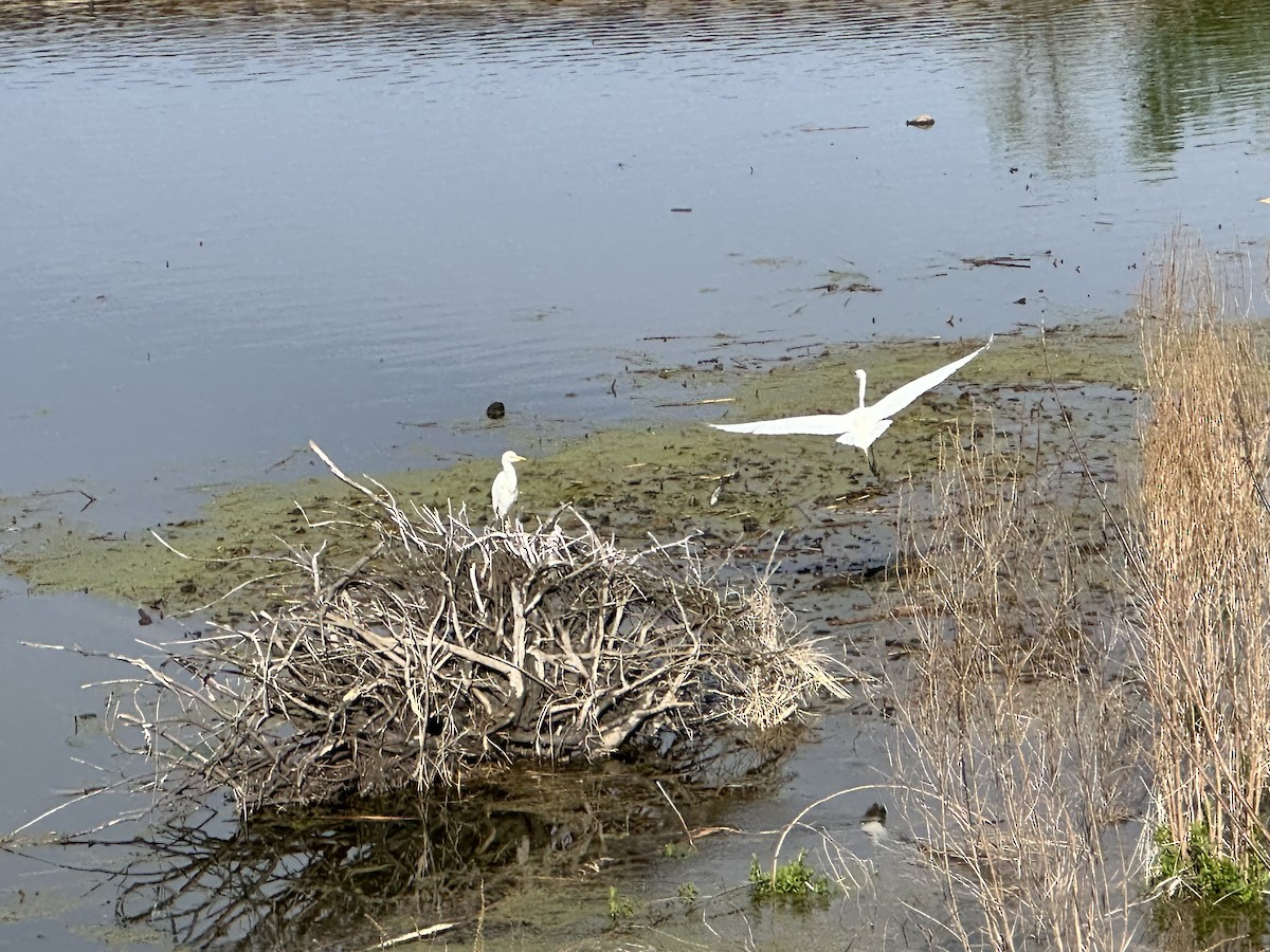 Western Cattle-Egret - ML618716074