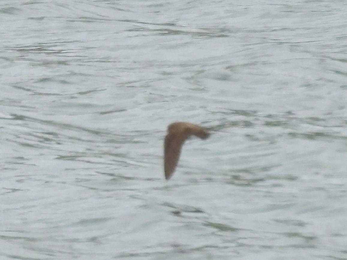 Northern Rough-winged Swallow - ML618716078