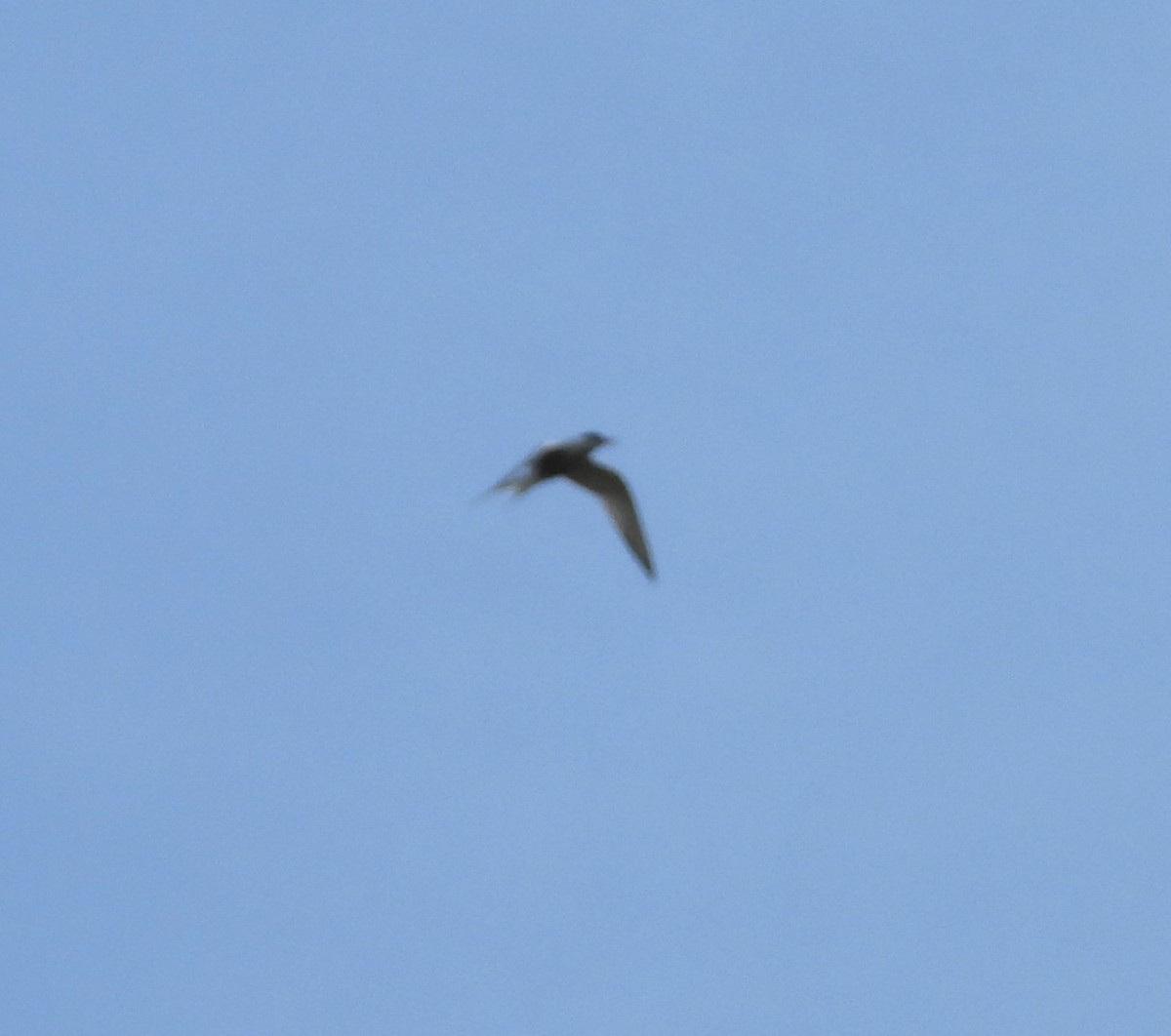 Common Tern - Paul Stewart