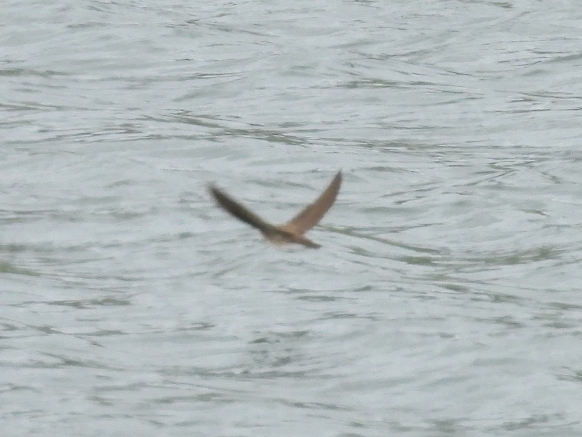 Northern Rough-winged Swallow - ML618716083