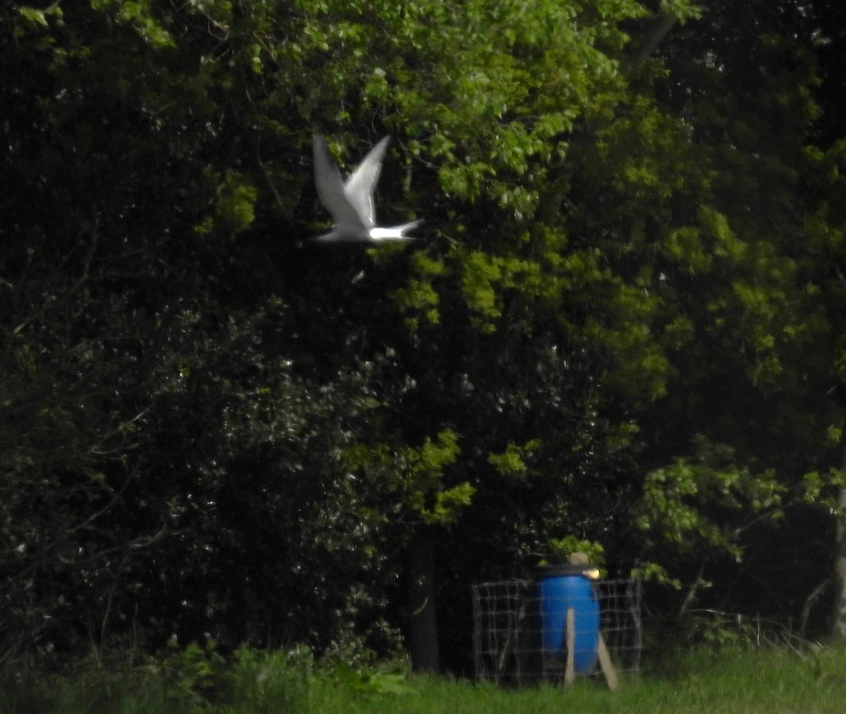 Common Tern - ML618716084