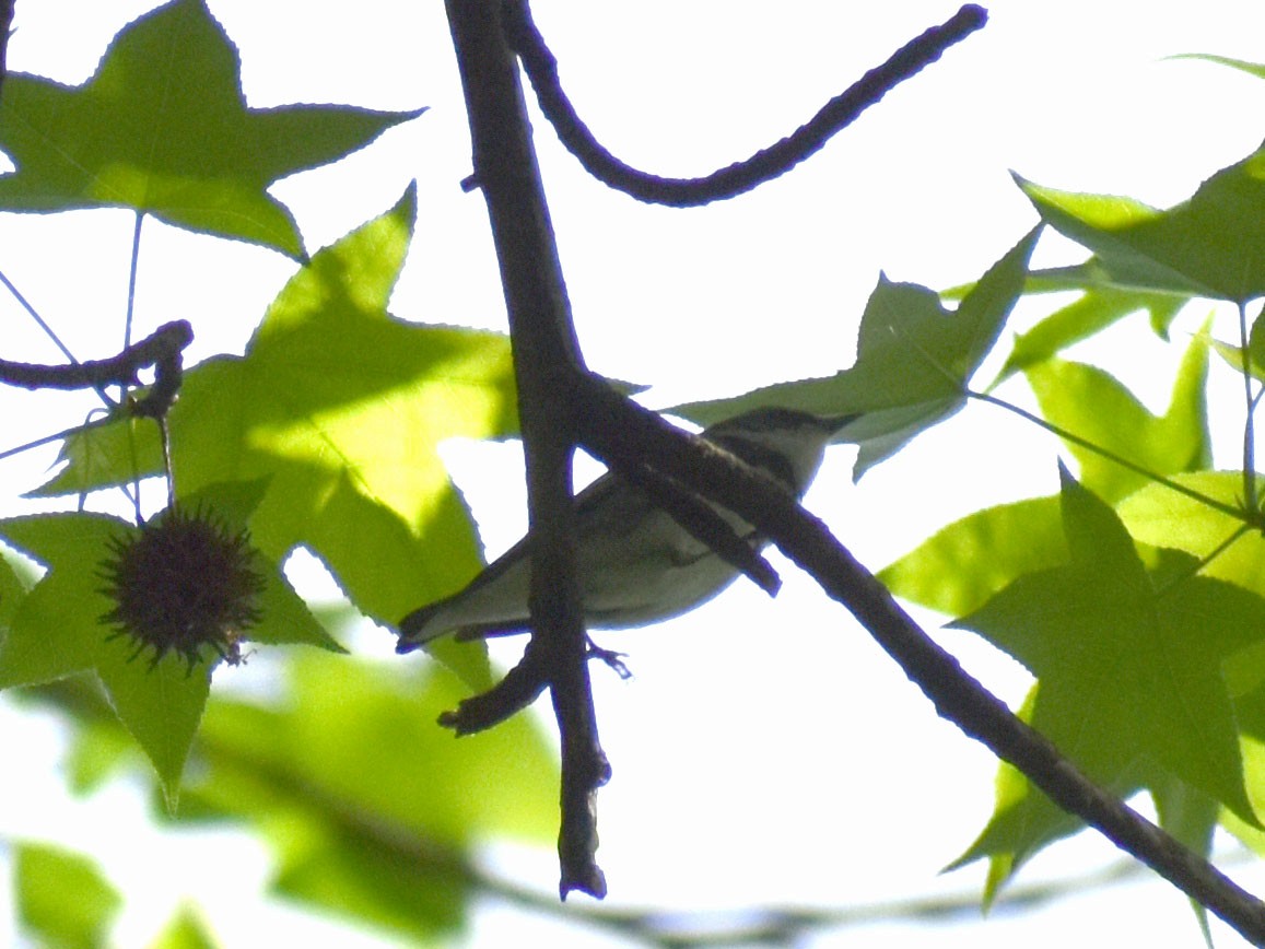 Cerulean Warbler - ML618716127