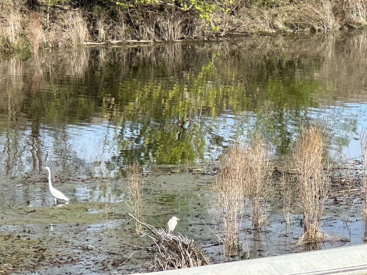 Western Cattle-Egret - ML618716128