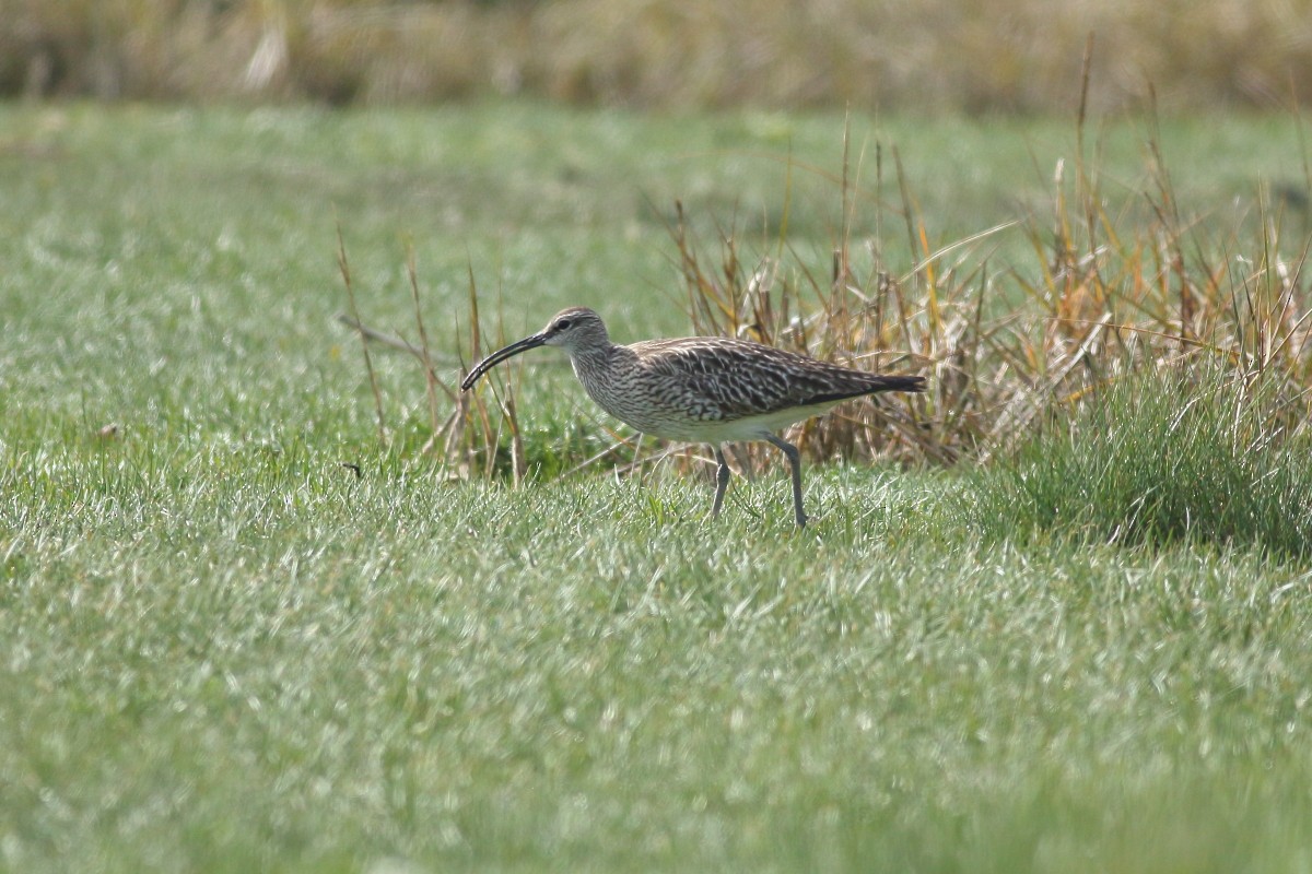 Whimbrel - ML618716140