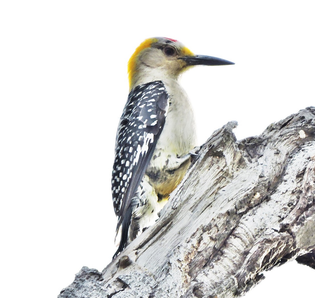 Golden-fronted Woodpecker - Mary-Jean Payeur