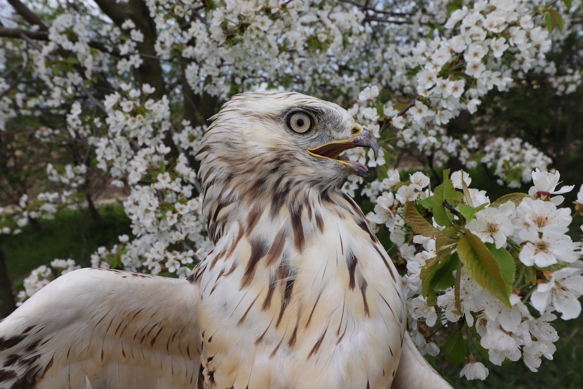 Rough-legged Hawk - ML618716158