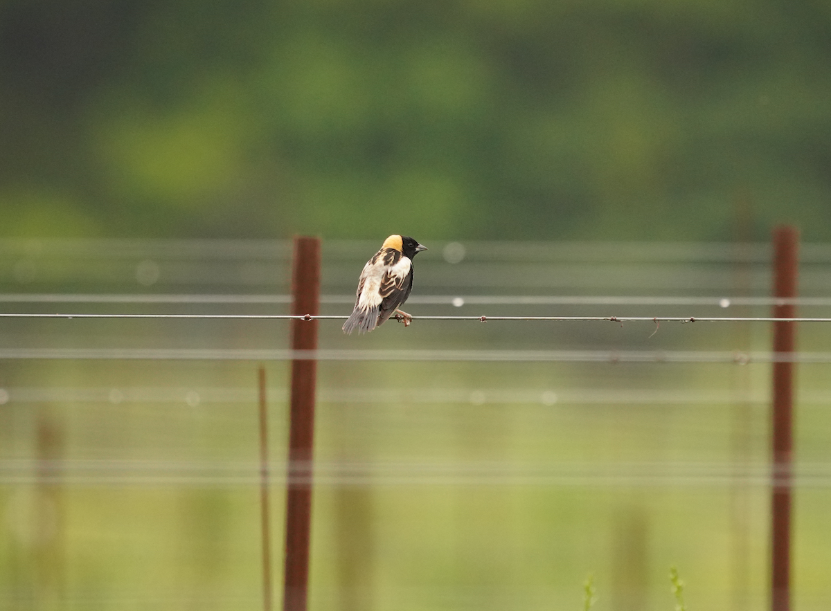 bobolink americký - ML618716160