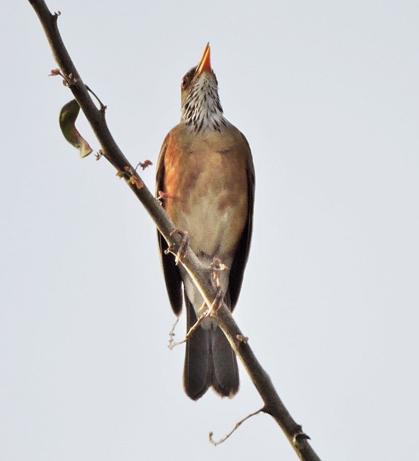 Rufous-backed Robin - ML618716162