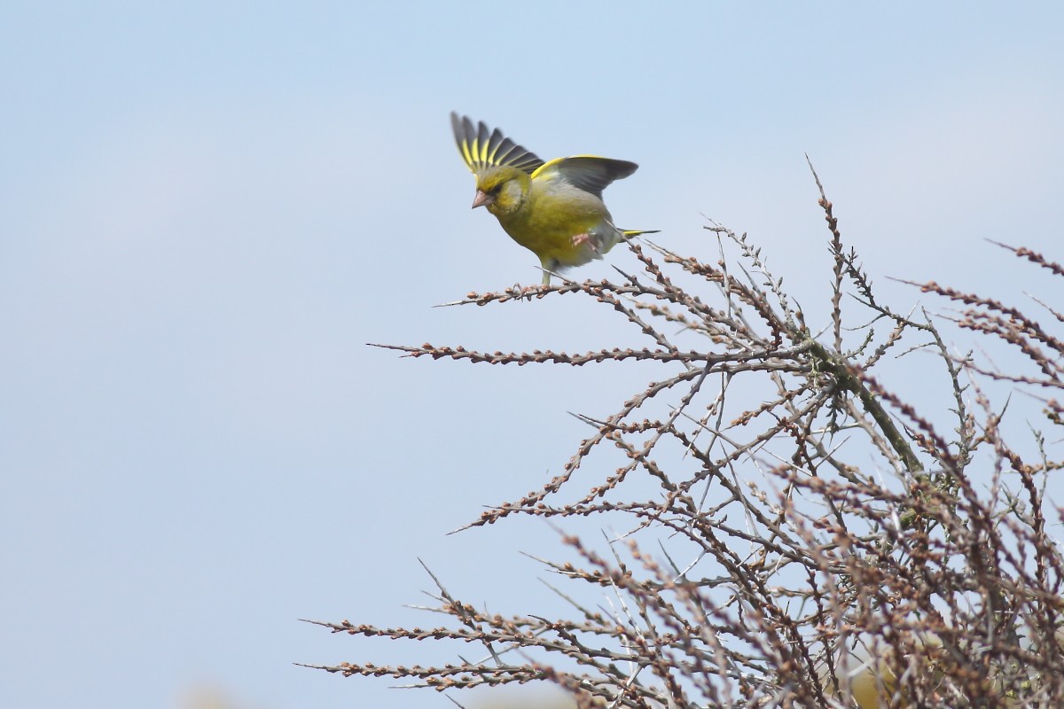 European Greenfinch - ML618716184