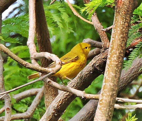 Yellow Warbler - ML618716192