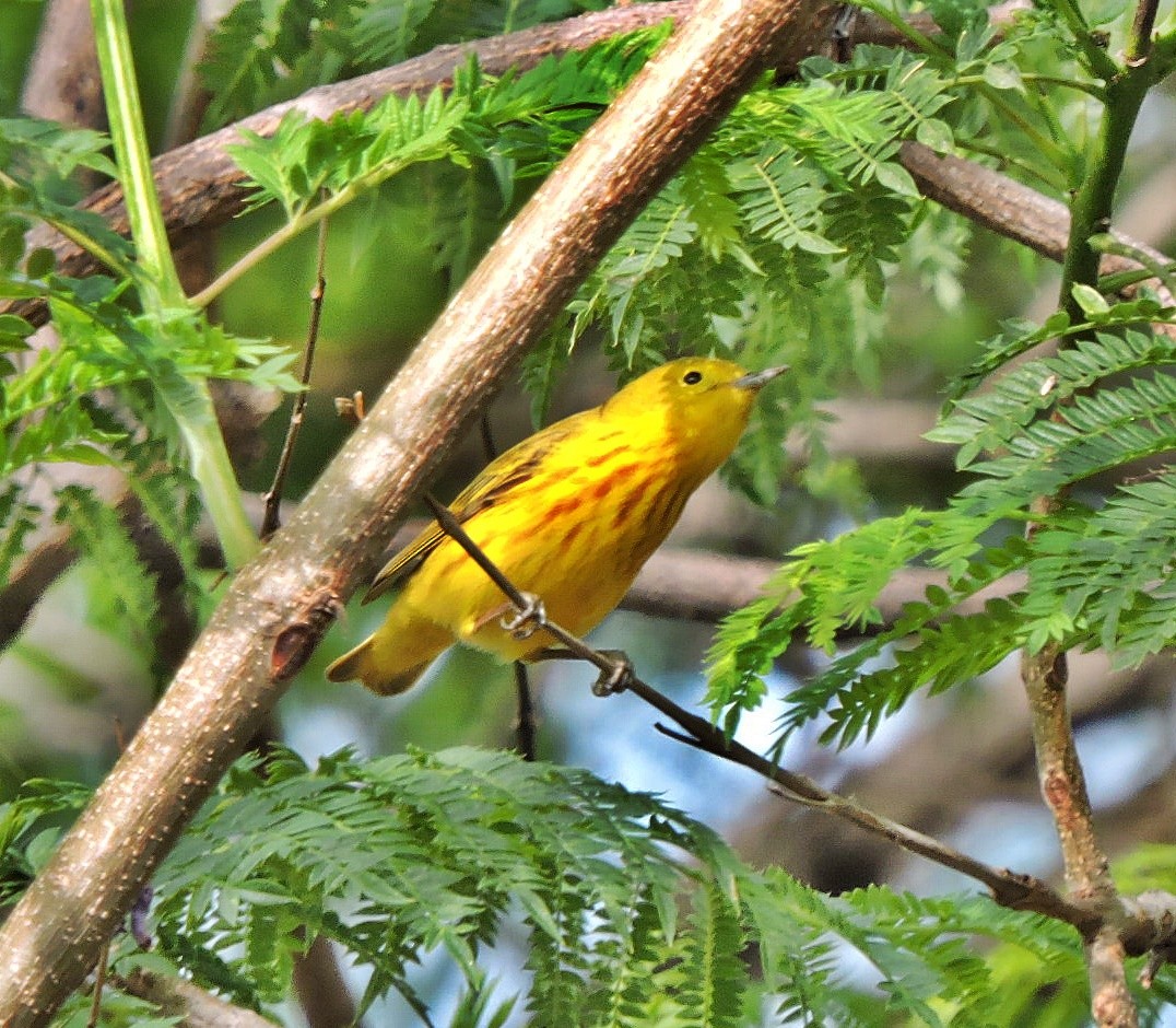 Yellow Warbler - Mary-Jean Payeur