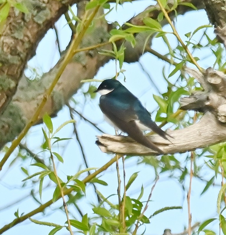 Tree Swallow - Regis Fortin