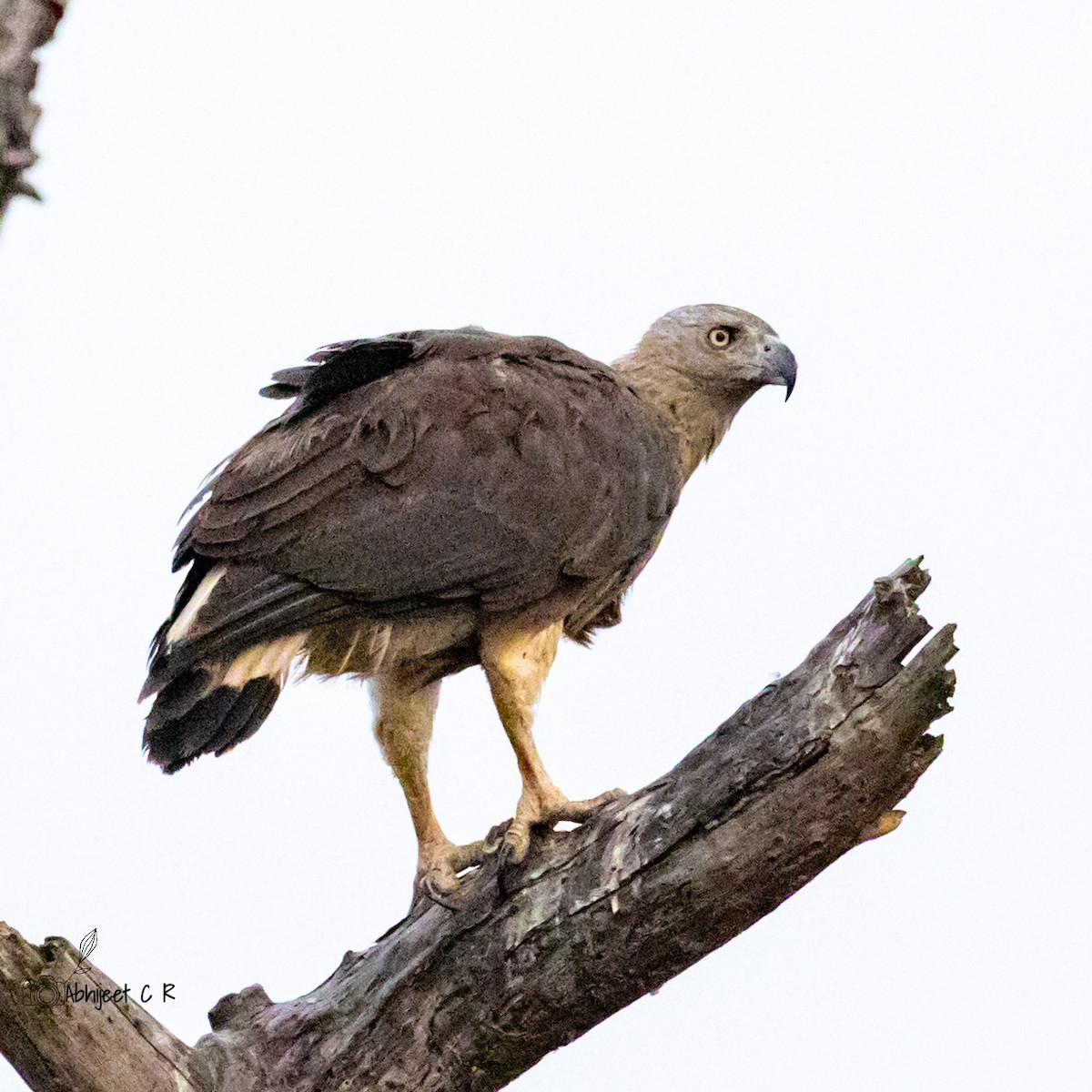 Gray-headed Fish-Eagle - Abhijit Chandankhede