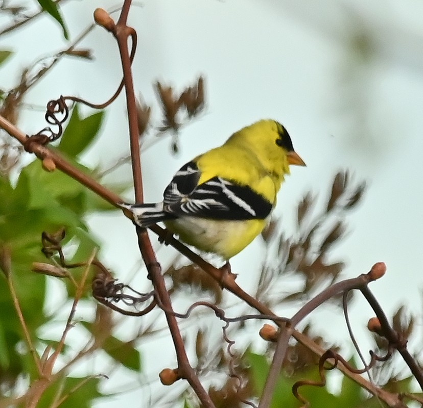 American Goldfinch - ML618716219