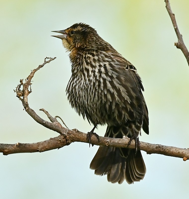 Red-winged Blackbird - Regis Fortin