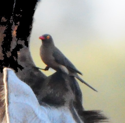 Red-billed Oxpecker - ML618716269