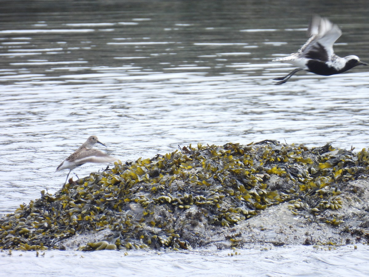 Black-bellied Plover - Jody  Wells