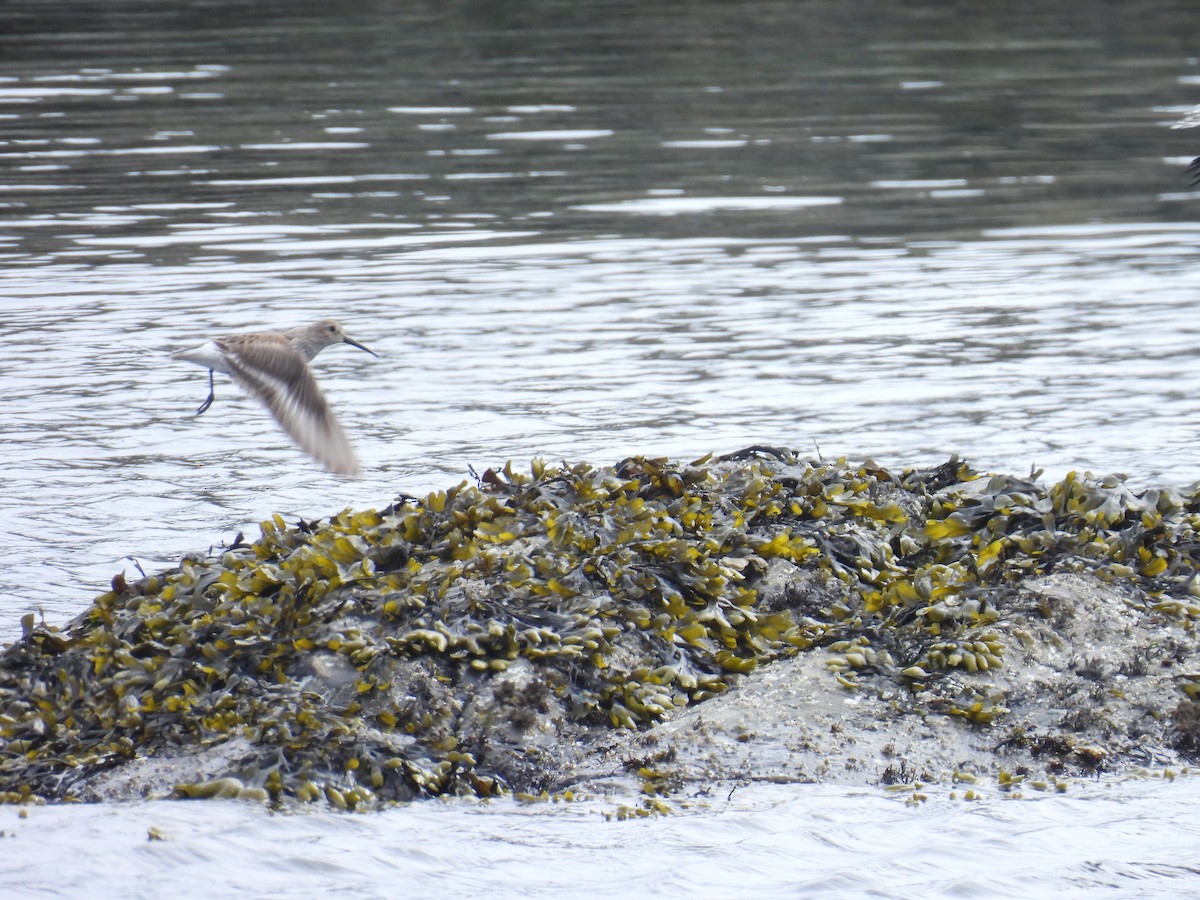 Dunlin - ML618716347