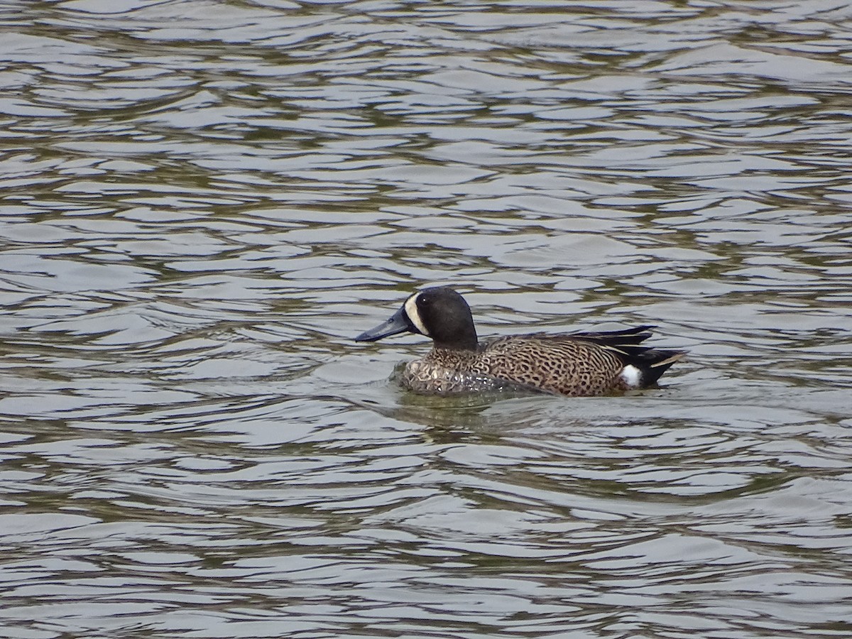 Blue-winged Teal - Suzanne  Filteau