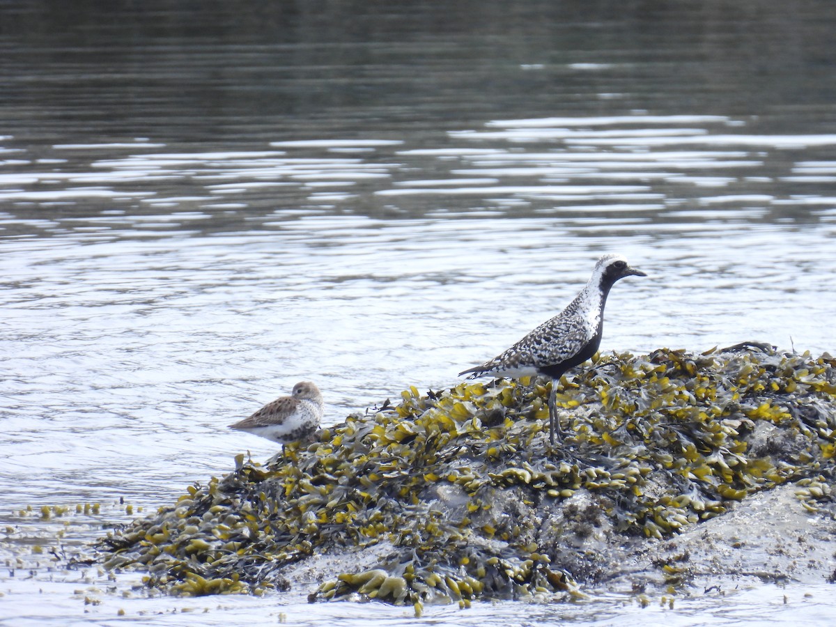 Black-bellied Plover - ML618716352