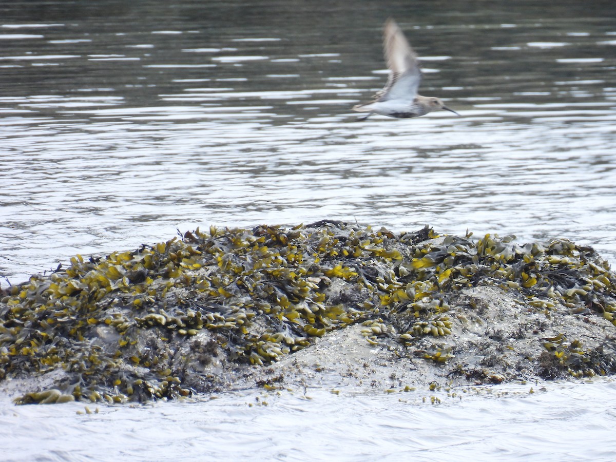 Black-bellied Plover - ML618716361