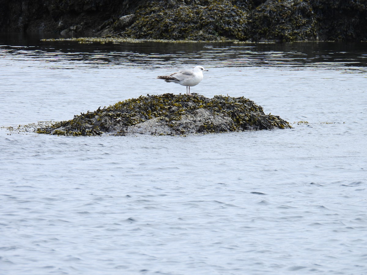 Bonaparte's Gull - ML618716363