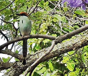 Russet-crowned Motmot - Mary-Jean Payeur