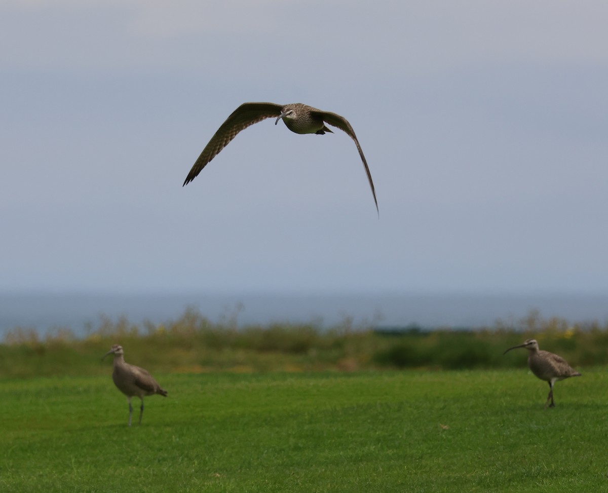 Whimbrel - Jody  Wells