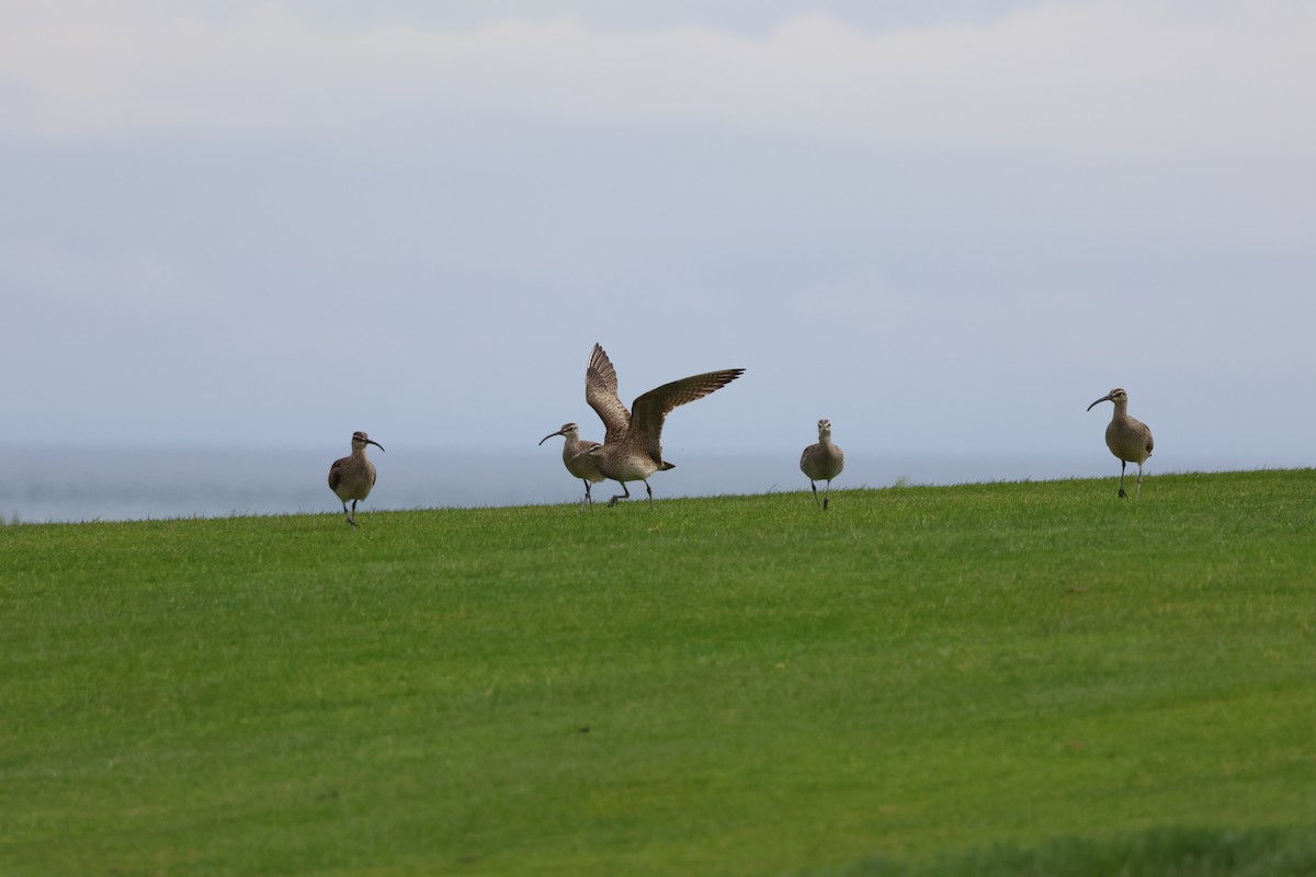 Whimbrel - Jody  Wells