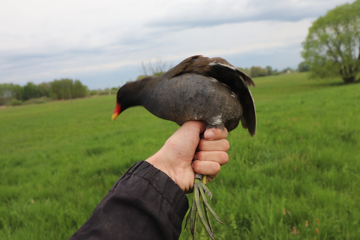 Eurasian Moorhen - Ondřej Boháč