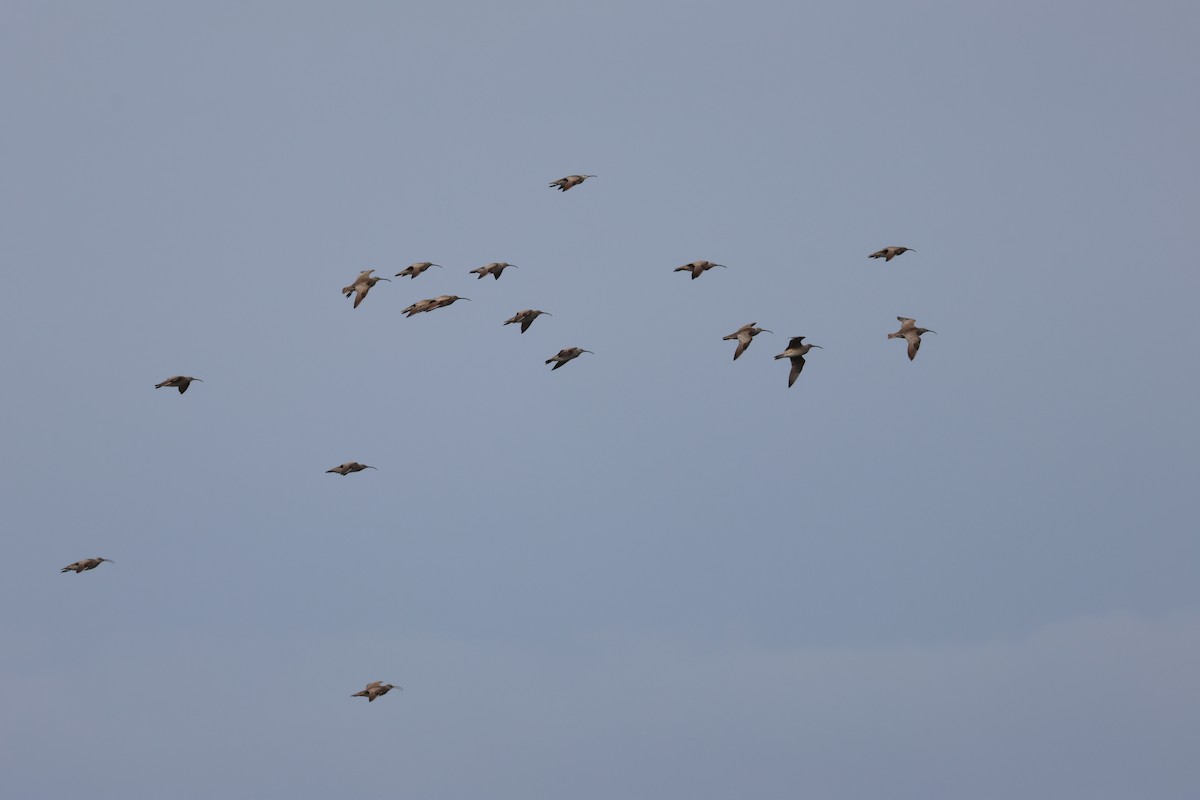 Whimbrel - Jody  Wells