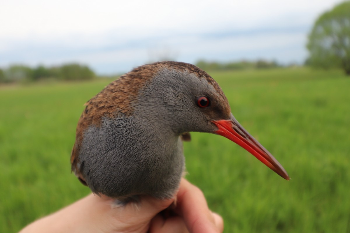 Water Rail - ML618716427