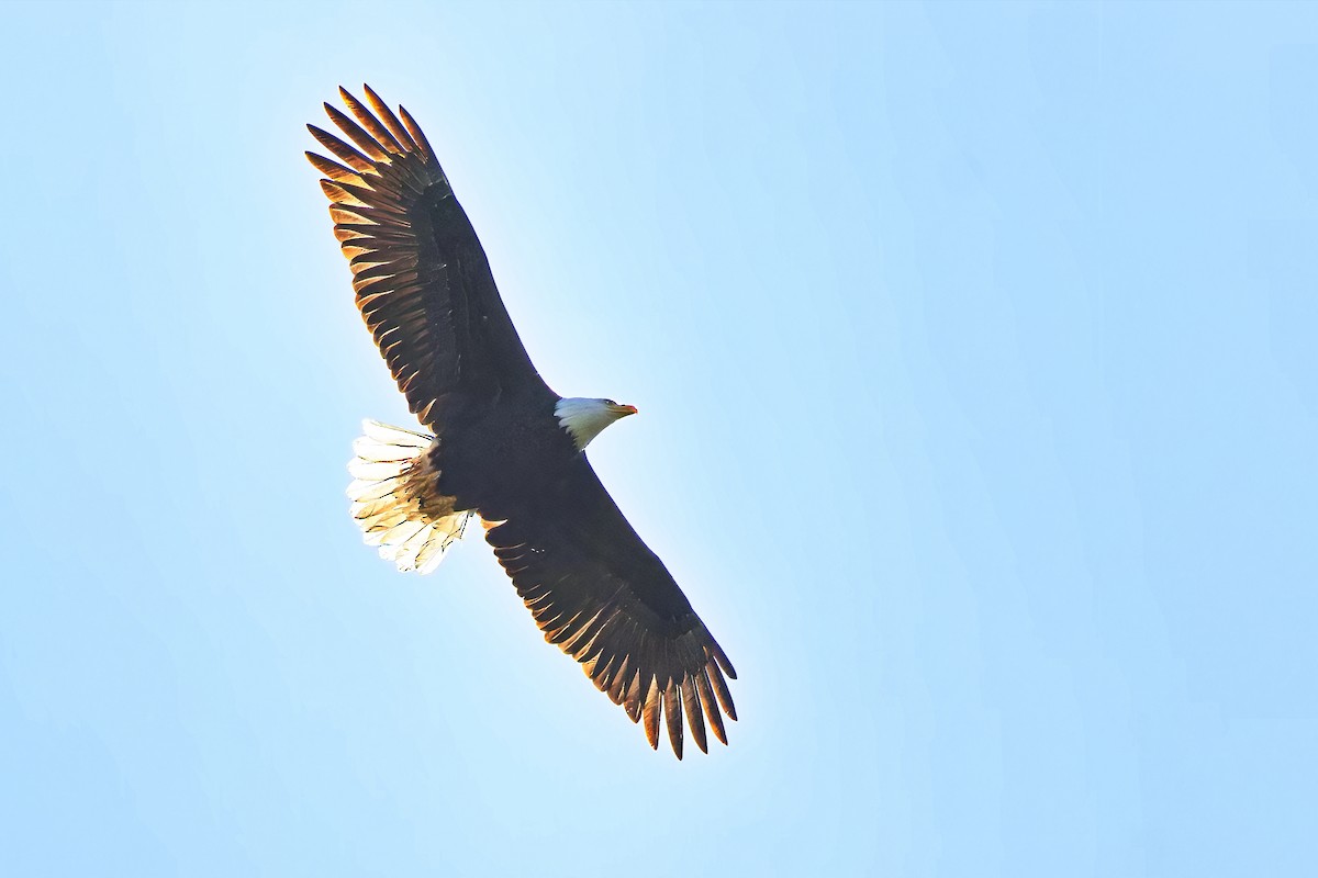 Bald Eagle - Uday Wandkar
