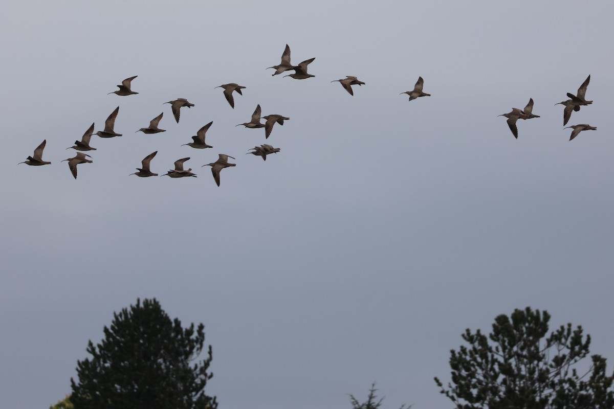 Whimbrel - Jody  Wells