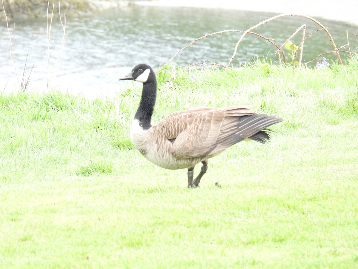 Canada Goose - ML618716442