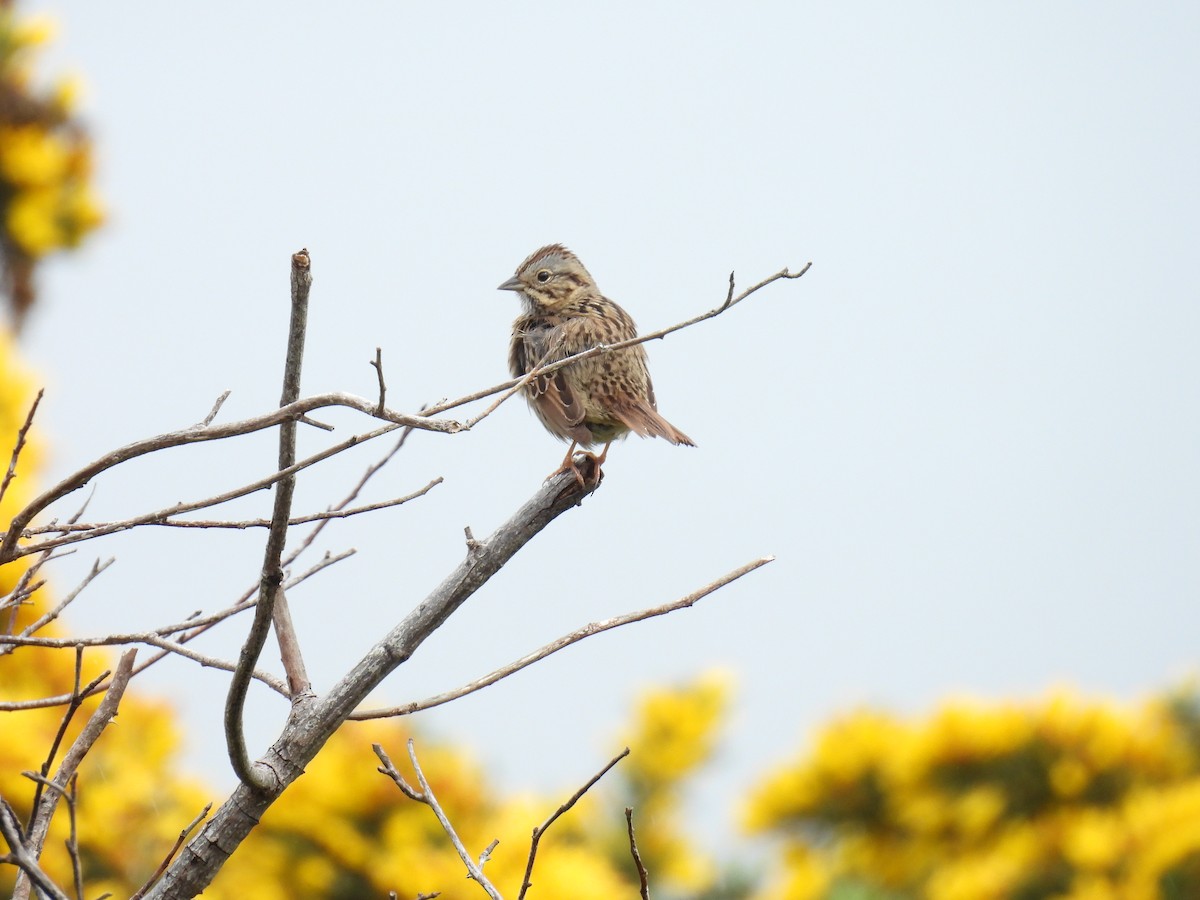 Lincoln's Sparrow - ML618716471