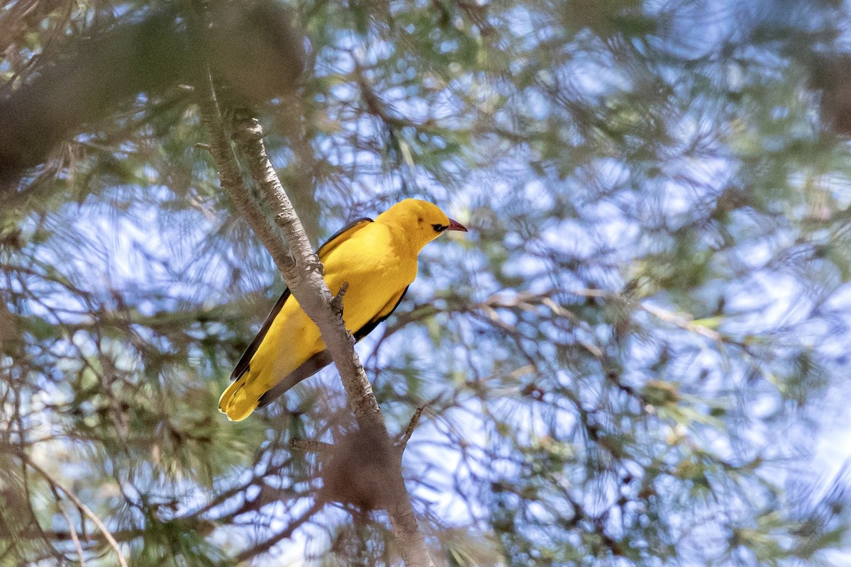 Eurasian Golden Oriole - Antonio M Abella